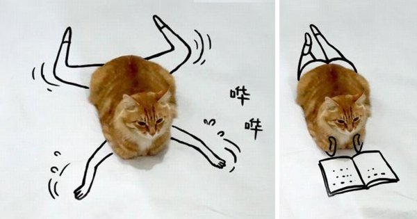 Рисунки кот из тик тока (48 фото)