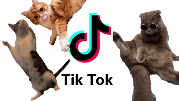 Котик тик ток