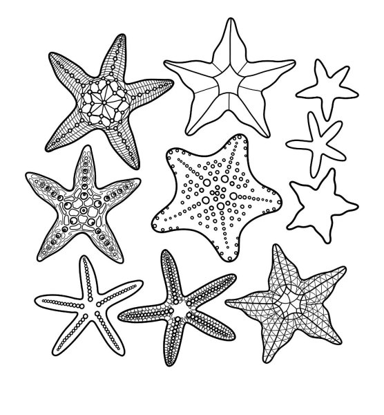 Морская Звездочка раскраска