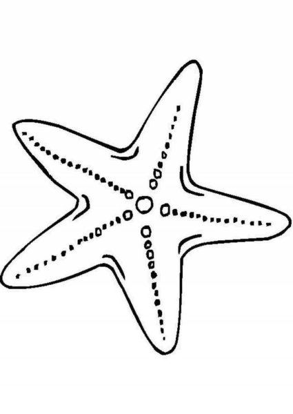 Раскраски морская звездочка (42 фото)