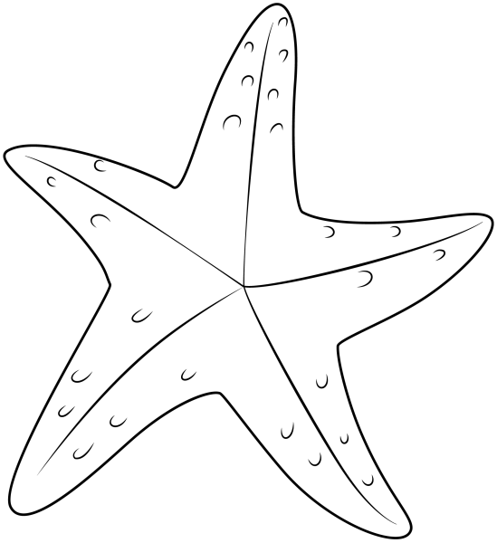 Раскраски морская звезда цветная (43 фото)