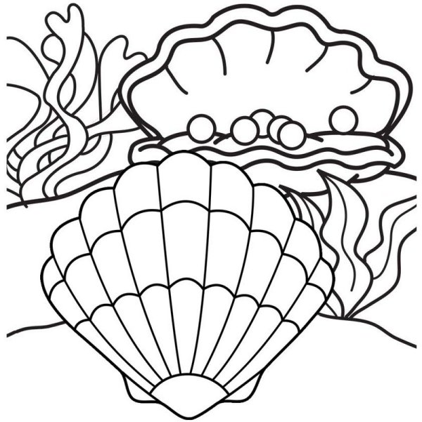 Раскраски ракушки морские