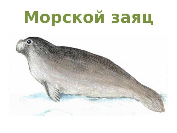 Морской заяц рисунок