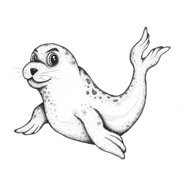Морской котик рисунок