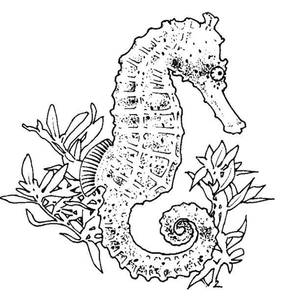Разукрашка морской конек