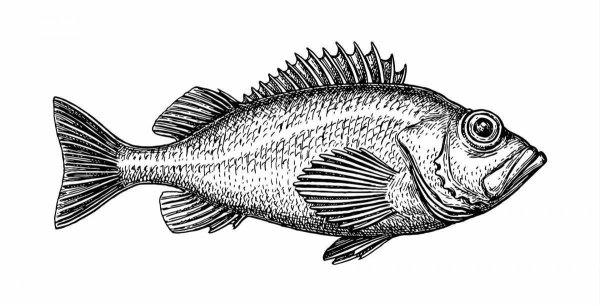 Морской окунь Графика