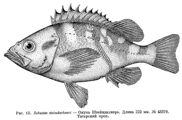 Морской окунь Ерш