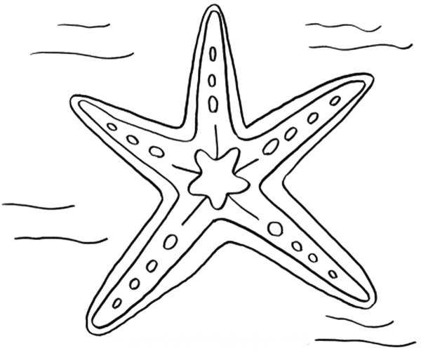 Морская звезда раскраска