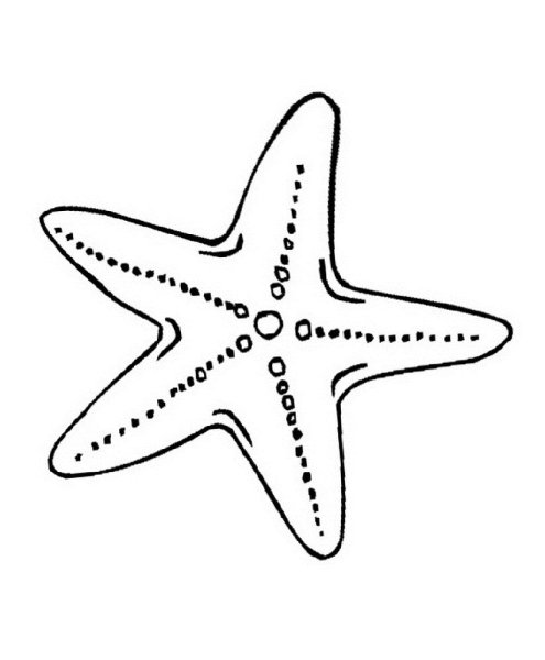 Раскраски морской звезды в море (40 фото)