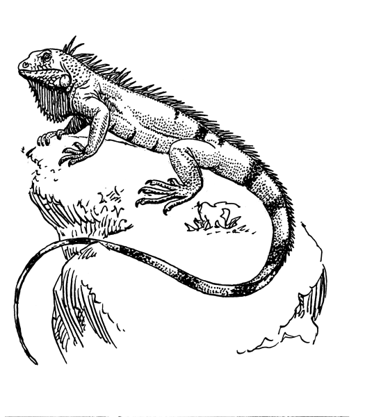 Ящерица рисунок