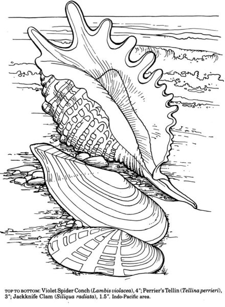 Раскраска антистресс море