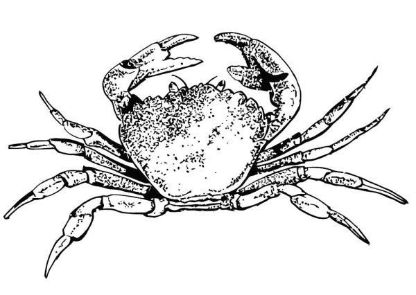 Раскраска Крабик