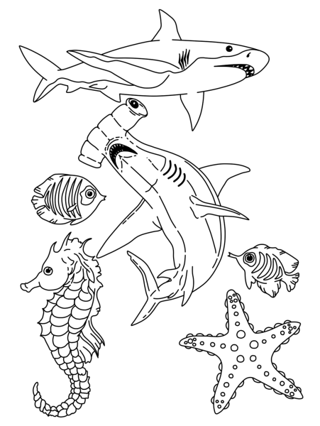 Раскраски морские хищники (45 фото)