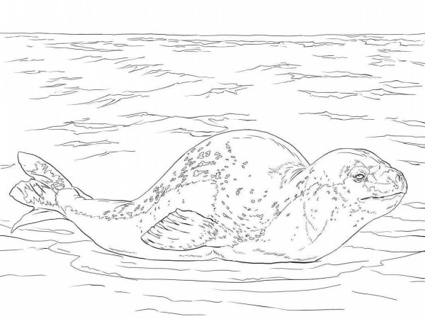 Тюлень морской котик морской Лев морской леопард