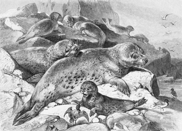 Anecdotes natural History