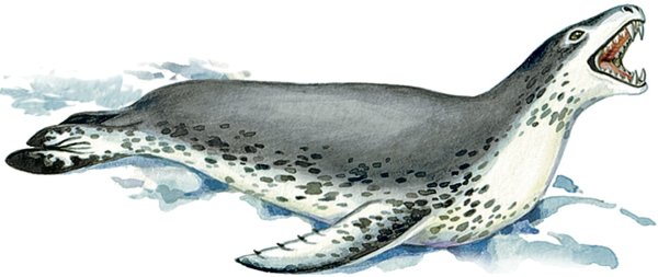Морской леопард на белом фоне