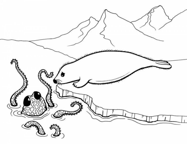 Морской леопард раскраска для детей