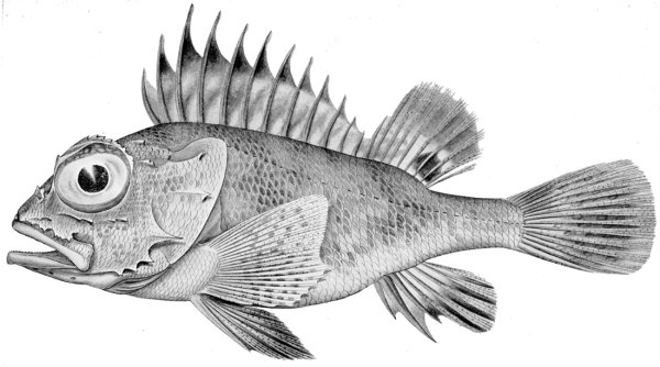 Морской окунь рисунок