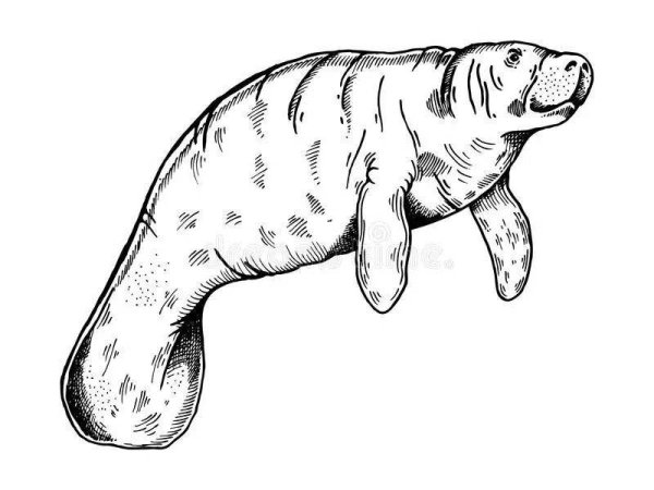 Морская корова раскраска