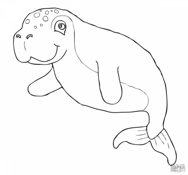 Обыкновенный Дюгонь