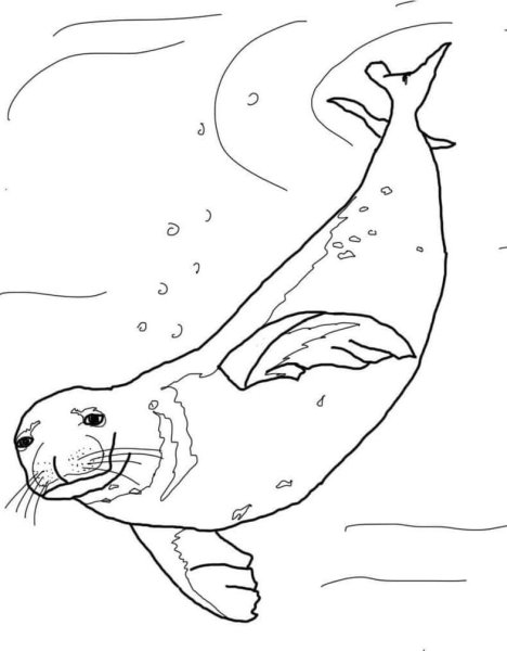Раскраски морской тюлень (43 фото)