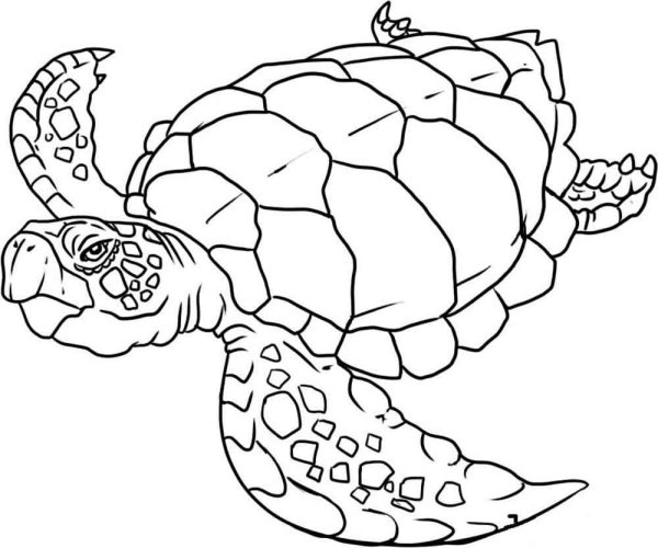 Раскраски морская черепаха (43 фото)