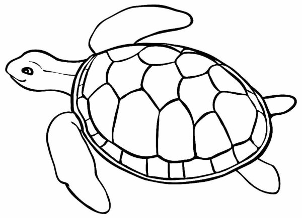 Черепаха контур