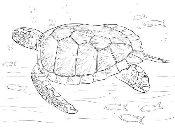 Расскраски зелёной морской черепахи
