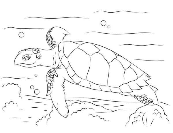 Черепаха бисса раскраска