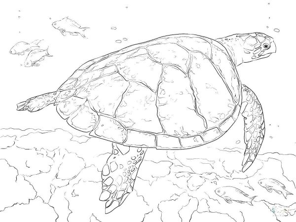Морские животные раскраска черепаха