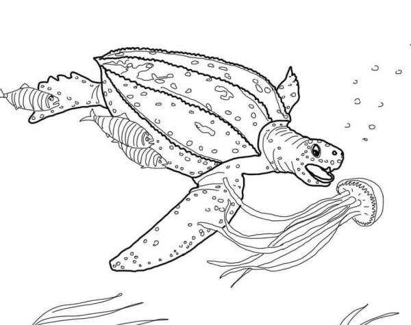 Морская кожистая черепаха раскраска