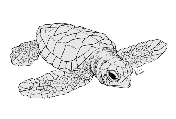Раскраска морских черепах