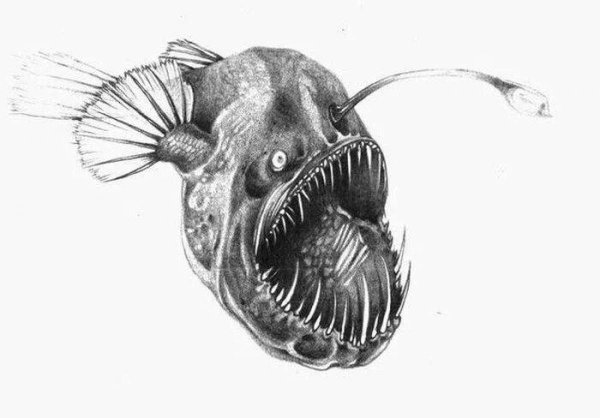 Морские чудовища рыба удильщик