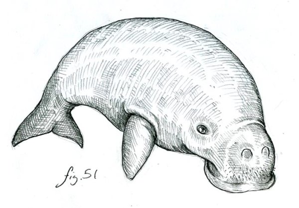 Стеллерова морская корова
