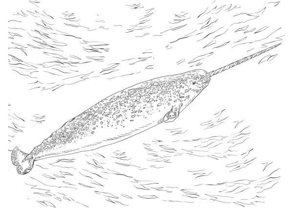 Нарвал морской Единорог раскраска