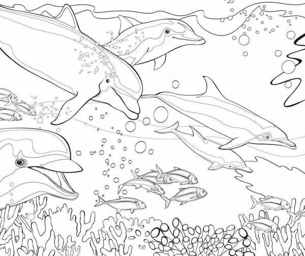 Раскраски подводный мир дельфины