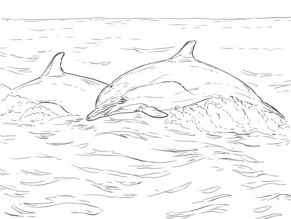 Раскраска Дельфин белобочка