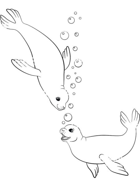 Тюлень плавает рисунок