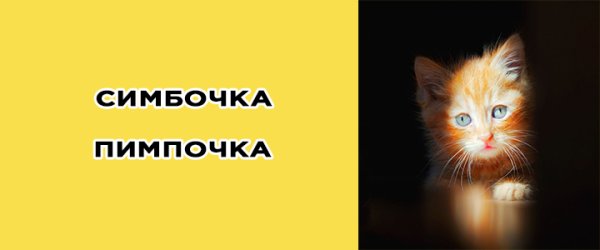 Симба котик тик ток