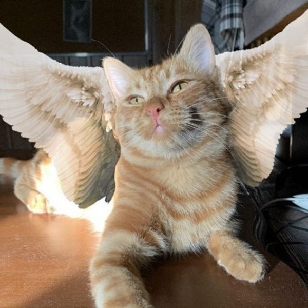 Кот Симба из тик тока