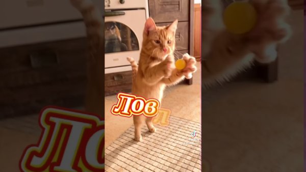 Кот Симба из тик тока