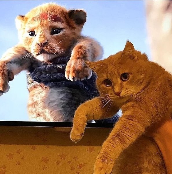 Симпа котик