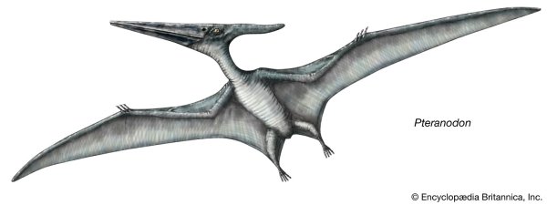 Птеранодон g15