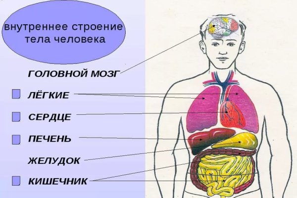 Внутреннее строение организма человека схема