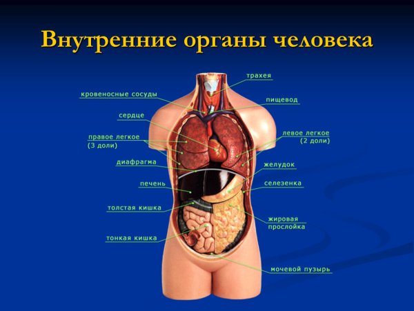 Схема строения тела человека с внутренними органами