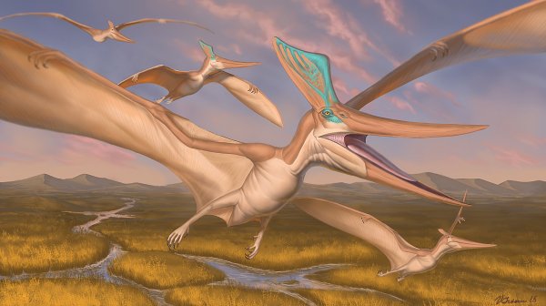Pteranodon sternbergi