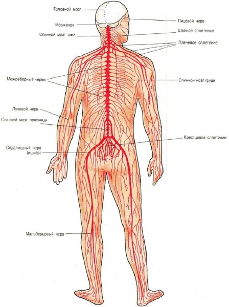 Картинки анатомия человека (47 фото)