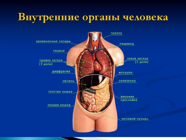 Расположение внутренних органов человека в брюшной полости