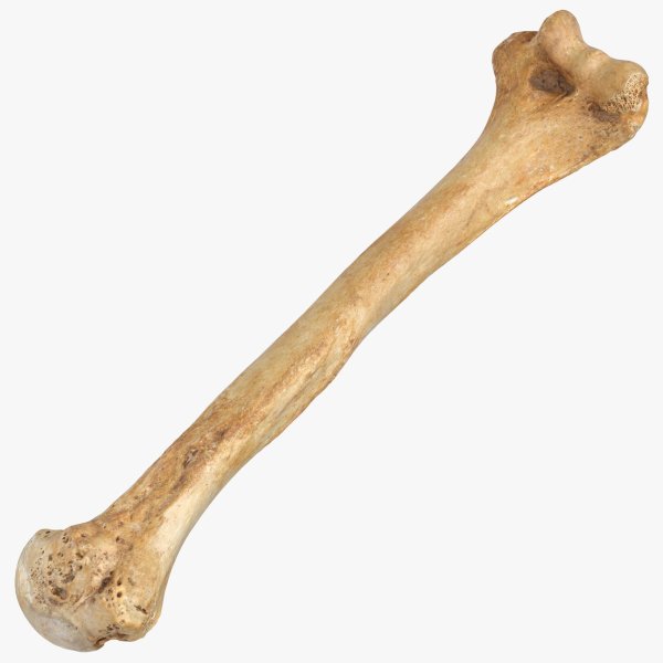 Кость 3к10