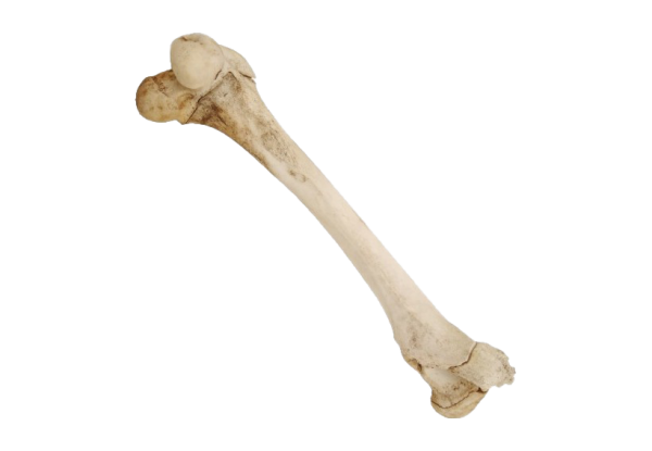 Картинки кость человека (44 фото)